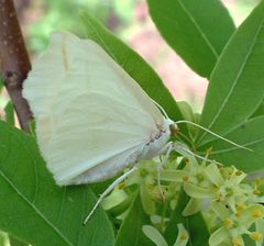 Tetracis cachexiata 1 by Jacy Lucier. Used under a CC BY-SA 4.0 license.