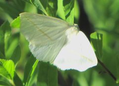 White Slant-line moth by D. Gordon E. Robertson. Used under a CC BY-SA 3.0 license.
