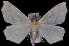Tetracis jubararia by Jeremy deWaard, University of British Columbia. Used under a CC BY 3.0 license.