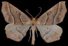 Tetracis jubararia1 by Jeremy deWaard, University of British Columbia. Used under a CC BY 3.0 license.