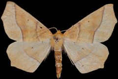 Tetracis jubararia2 by Jeremy deWaard, University of British Columbia. Used under a CC BY 3.0 license.