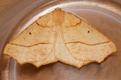 Tetracis jubararia 01 by CBG Photography Group, Centre for Biodiversity Genomics. Used under a CC0 license.