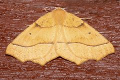 Tetracis jubararia 02 by CBG Photography Group, Centre for Biodiversity Genomics. Used under a CC0 license.