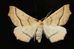 Tetracis pallulata by Jeremy deWaard, University of British Columbia. Used under a CC BY 3.0 license.