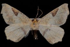 Tetracis pallulata1 by Jeremy deWaard, University of British Columbia. Used under a CC BY 3.0 license.