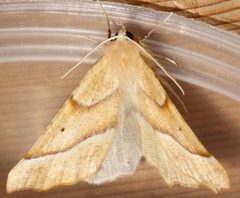 Tetracis pallulata 01 by CBG Photography Group, Centre for Biodiversity Genomics. Used under a CC0 license.