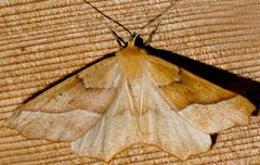 Tetracis pallulata 02 by CBG Photography Group, Centre for Biodiversity Genomics. Used under a CC0 license.