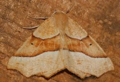 Tetracis pallulata 03 by CBG Photography Group, Centre for Biodiversity Genomics. Used under a CC0 license.