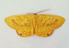 Phrygionis auriferaria - inat 329612213 by {{{name}}}. Used under a CC BY 4.0 license.