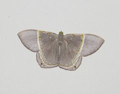 Phrygionis paradoxata incolorata - inat 119640669 by {{{name}}}. Used under a CC0 license.