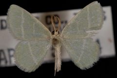 Chlorochlamys appellaria by Jeremy deWaard, University of British Columbia. Used under a CC BY 3.0 license.