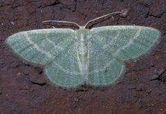 Chlorochlamys chloroleucaria P1200700a by 
xpda. Used under a CC BY-SA 4.0 license.