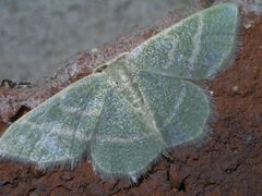 Chlorochlamys chloroleucaria P1580814a by 
xpda. Used under a CC BY-SA 4.0 license.