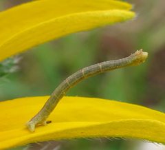 Chlorochlamys chloroleucaria larva 1 by Jacy Lucier. Used under a CC BY-SA 4.0 license.