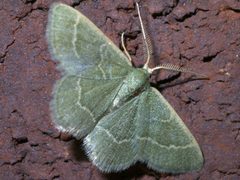 Chlorochlamys phyllinaria P1290174a by 
xpda. Used under a CC BY-SA 4.0 license.