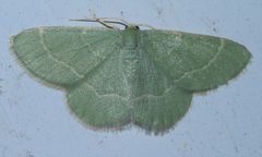 Chlorochlamys phyllinaria P1450961a by 
xpda. Used under a CC BY-SA 4.0 license.
