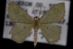 Chloropteryx nordicaria by Jeremy deWaard, University of British Columbia. Used under a CC BY 3.0 license.