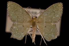 Chloropteryx nordicaria1 by Jeremy deWaard, University of British Columbia. Used under a CC BY 3.0 license.
