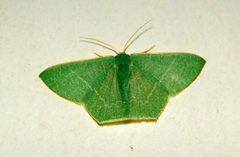 Common Emerald by Ravi Vaidyanathan. Used under a CC BY 3.0 license.