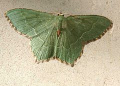 Hemithea aestivaria01 by wikipedia. Used under a Attribution license.