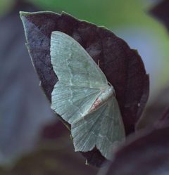 Hemithea aestivaria P1050641a by 
xpda. Used under a CC BY-SA 4.0 license.