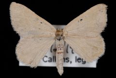 Mesothea incertata by Jeremy deWaard, University of British Columbia. Used under a CC BY 3.0 license.