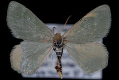 Mesothea incertata1 by Jeremy deWaard, University of British Columbia. Used under a CC BY 3.0 license.