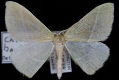 Chlorosea banksaria by Jeremy deWaard, University of British Columbia. Used under a CC BY 3.0 license.
