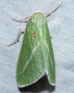 Chlorosea margaretaria by Don Loarie. Used under a CC BY 4.0 license.