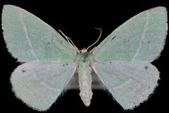 Chlorosea nevadaria by Jeremy deWaard, University of British Columbia. Used under a CC BY 3.0 license.