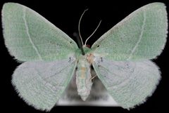Chlorosea nevadaria1 by Jeremy deWaard, University of British Columbia. Used under a CC BY 3.0 license.
