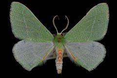 Chlorosea roseitacta by Jeremy deWaard, University of British Columbia. Used under a CC BY 3.0 license.