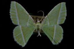 Dichorda consequaria by Jeremy deWaard, University of British Columbia. Used under a CC BY 3.0 license.
