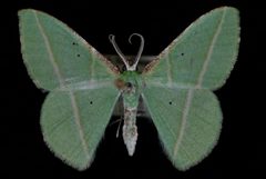 Dichorda illustraria by Jeremy deWaard, University of British Columbia. Used under a CC BY 3.0 license.