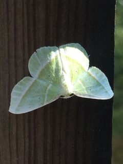 Showy Emerald Durham NC by NCBioTeacher. Used under a CC0 license.