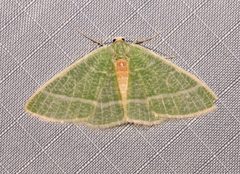 Nemoria arizonaria 113154208 by Laura Gaudette. Used under a CC BY 4.0 license.