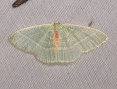 Nemoria arizonaria 56432058 by Laura Gaudette. Used under a CC BY 4.0 license.