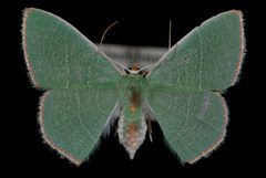 Nemoria bifilata2 by Jeremy deWaard, University of British Columbia. Used under a CC BY 3.0 license.