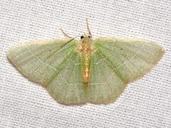 Nemoria bistriaria by Mike Boone. Used under a CC BY-SA 2.5 license.