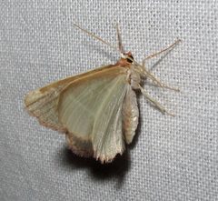 Nemoria bistriaria 1 by Jacy Lucier. Used under a CC BY-SA 4.0 license.