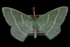 Nemoria caerulescens1 by Jeremy deWaard, University of British Columbia. Used under a CC BY 3.0 license.
