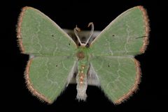 Nemoria catachloa by Jeremy deWaard, University of British Columbia. Used under a CC BY 3.0 license.