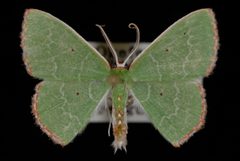 Nemoria catachloa1 by Jeremy deWaard, University of British Columbia. Used under a CC BY 3.0 license.