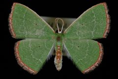 Nemoria catachloa2 by Jeremy deWaard, University of British Columbia. Used under a CC BY 3.0 license.