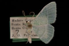 Nemoria diamesa by Jeremy deWaard, University of British Columbia. Used under a CC BY 3.0 license.