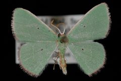 Nemoria extremaria by Jeremy deWaard, University of British Columbia. Used under a CC BY 3.0 license.