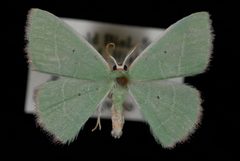 Nemoria extremaria1 by Jeremy deWaard, University of British Columbia. Used under a CC BY 3.0 license.