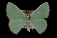 Nemoria extremaria2 by Jeremy deWaard, University of British Columbia. Used under a CC BY 3.0 license.