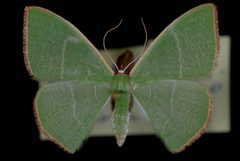 Nemoria leptalea by Jeremy deWaard, University of British Columbia. Used under a CC BY 3.0 license.