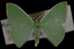 Nemoria leptalea1 by Jeremy deWaard, University of British Columbia. Used under a CC BY 3.0 license.